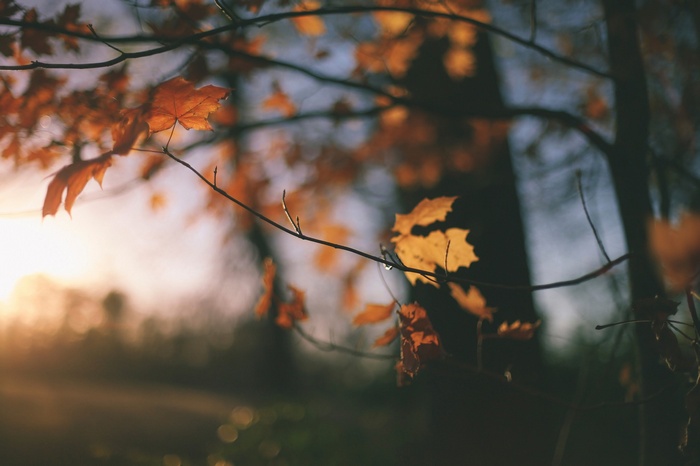 Autumn leaves on branches with sunset light