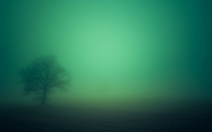 A lone tree in a misty green landscape