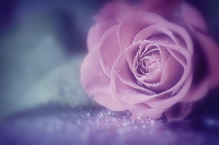 Close-up of a dew-covered purple rose