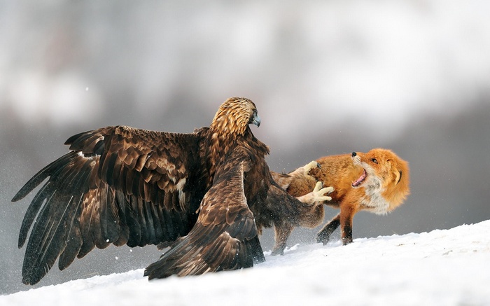 Golden eagle fighting a fox in the snow
