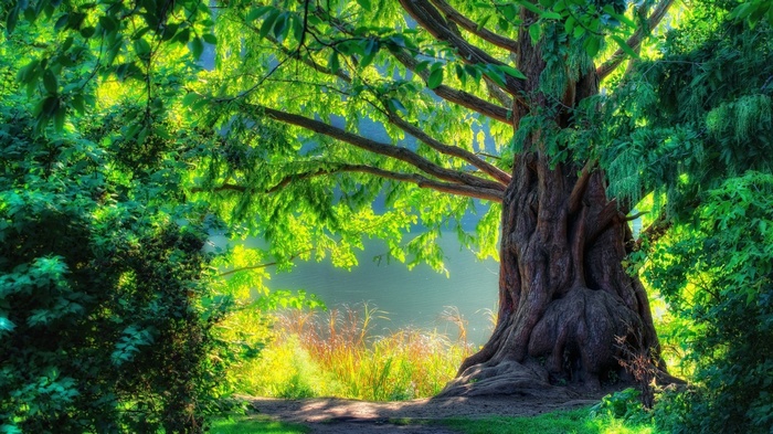 A large tree by a body of water