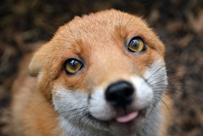 Close-up of a fox sticking its tongue out
