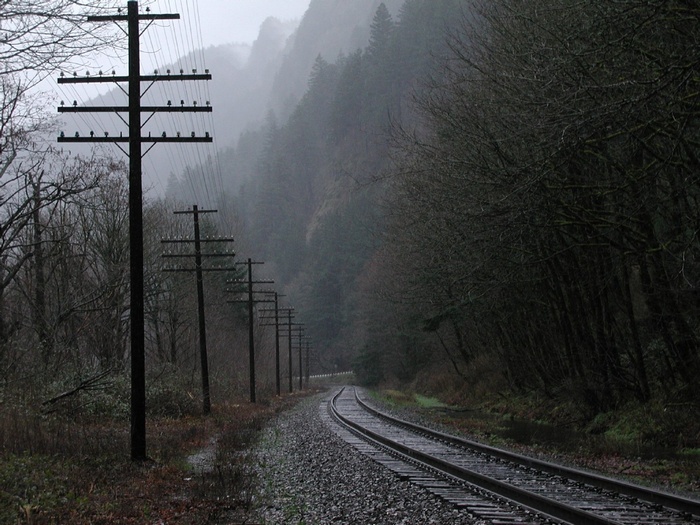 Railway tracks with utility poles in a misty forest