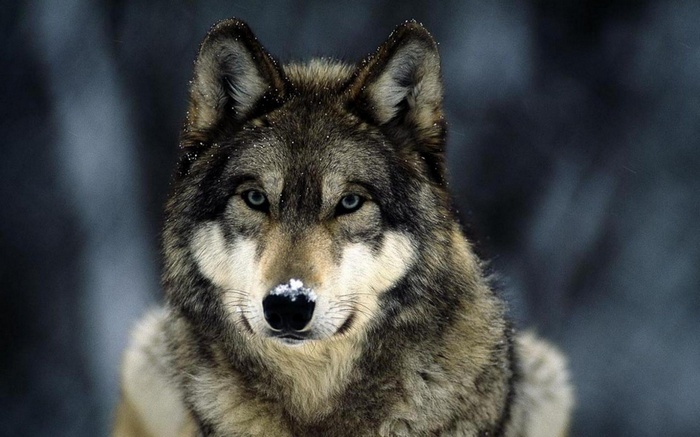 Close-up of a wolf with blue eyes
