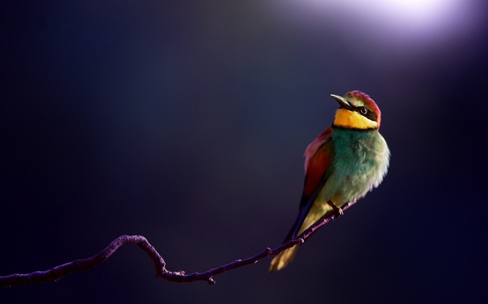 Colorful bee-eater bird perched on a branch