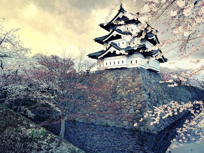 Hikone Castle surrounded by cherry blossoms in Japan