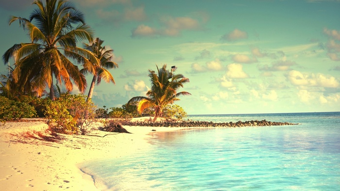 Tropical beach with palm trees and ocean