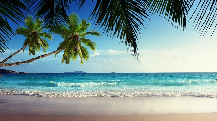 Palm trees over a tropical beach with turquoise ocean waves