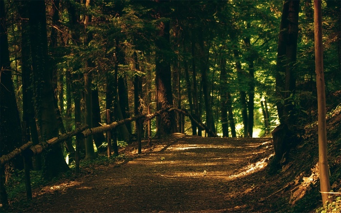 A dirt path winds through a sun-dappled forest.