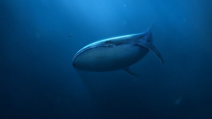 Blue whale swimming in deep blue ocean water