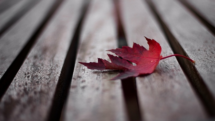 Red leaf on a wooden surface