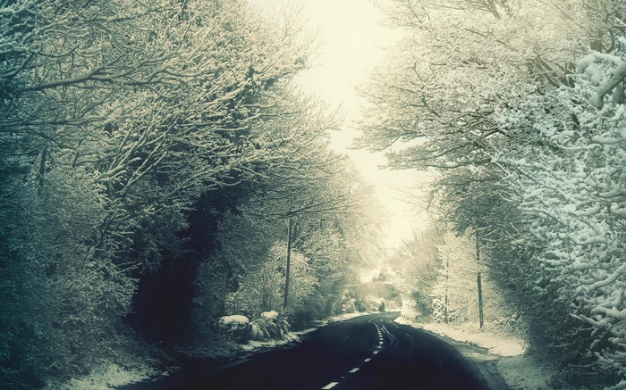 A snowy road winds through trees in winter