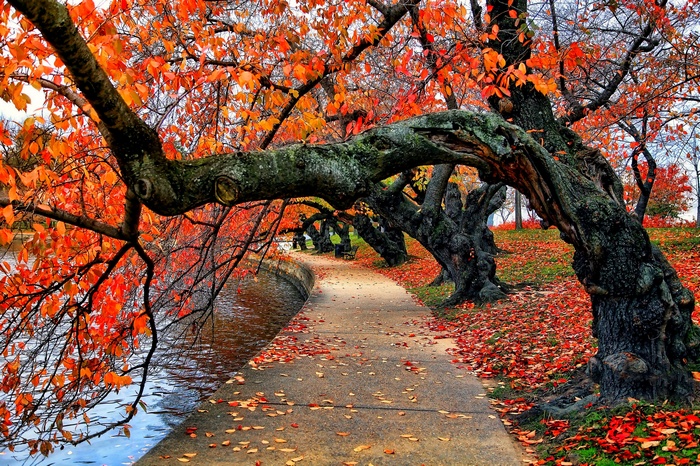 Autumn trees with orange leaves by a path and water