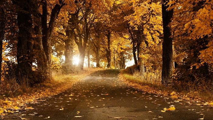 Autumn road lined with trees and fallen leaves