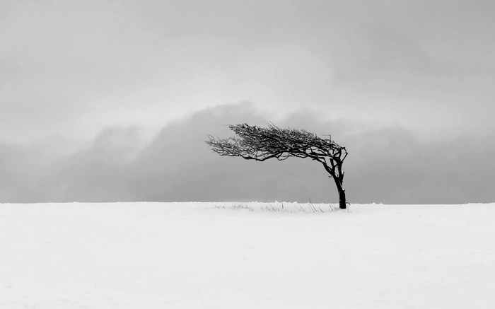 A lone, windswept tree in a snowy landscape