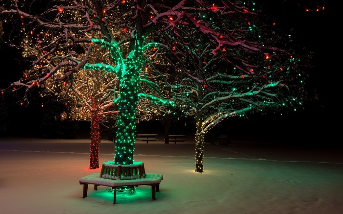 Trees decorated with Christmas lights in the snow