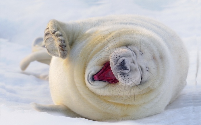 Baby seal yawning on snow