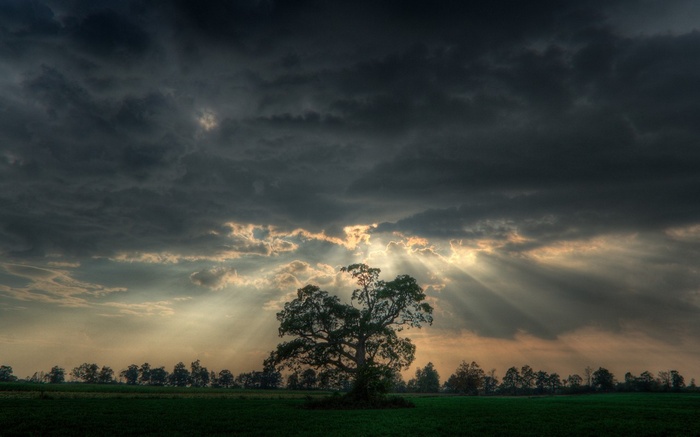 Sunlight beams through dark clouds over a lone tree