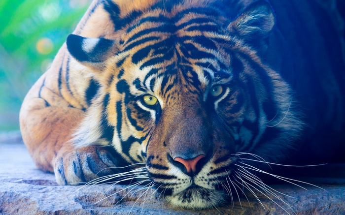 Close-up of a tiger's face