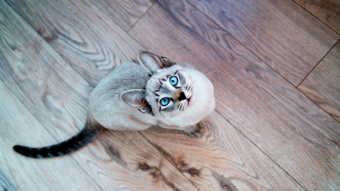 Siamese Seal Tabby cat with blue eyes looking up