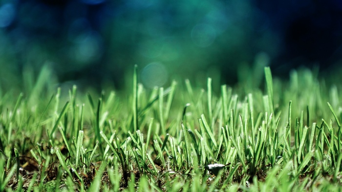 Close-up of green grass with bokeh background