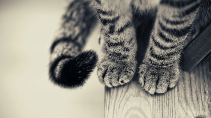 Monochrome close-up of a cat's paws and tail