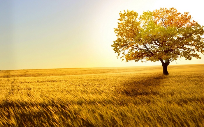Golden field with a lone tree at sunset