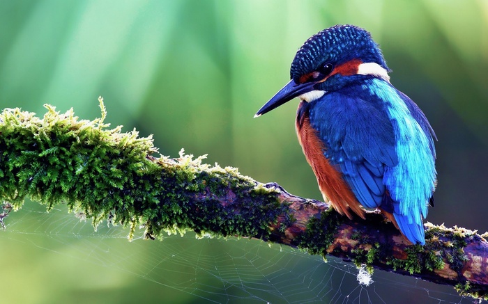 Kingfisher perched on a mossy branch