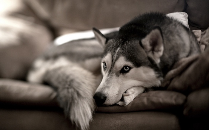 Siberian Husky resting on a couch