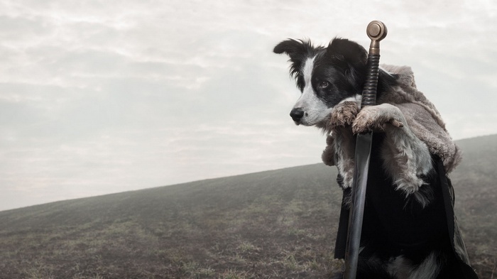 Border collie dressed as a warrior with a sword
