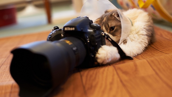 Nikon camera and cat with cone on wooden surface