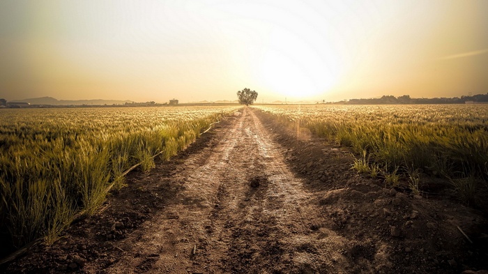 Dirt road through a wheat field at sunset