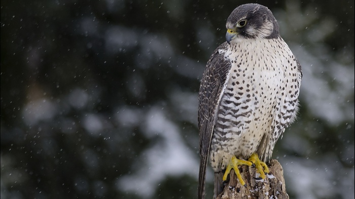 Peregrine falcon perched on a stump in the snow