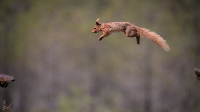 Red squirrel mid-air jump between branches