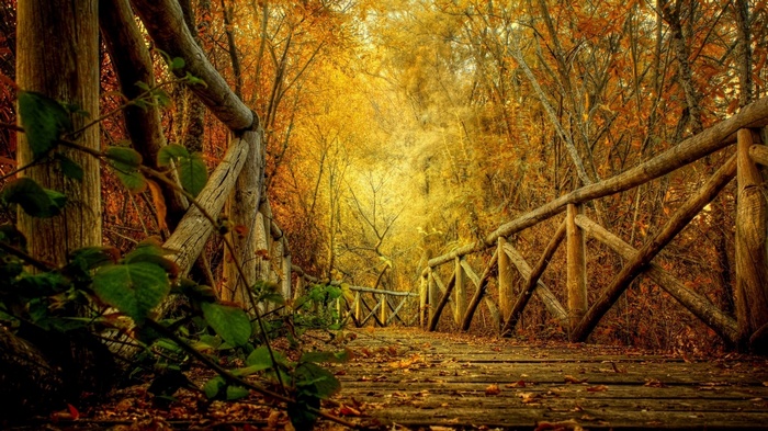 Wooden bridge in a forest during fall