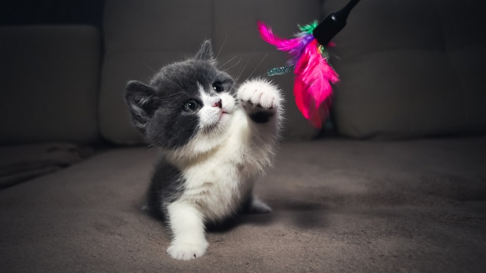 feathers, kittens, animals, cat
