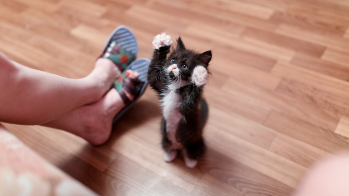 Kitten standing on hind legs reaching up