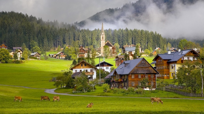 Alpine village with cows in a green meadow