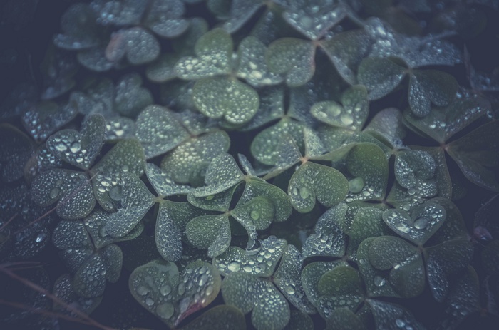 Clovers with water drops on leaves