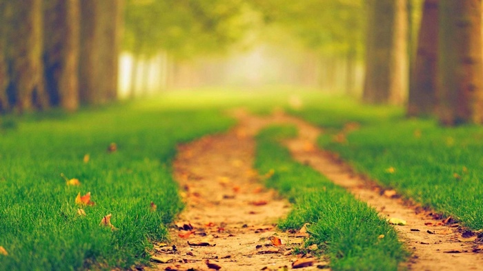 A winding dirt path through a green forest with trees