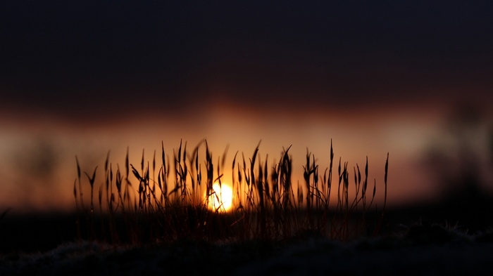 Sunlight behind grass stalks at sunset