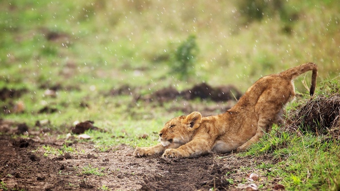 Lion cub stretching in the rain