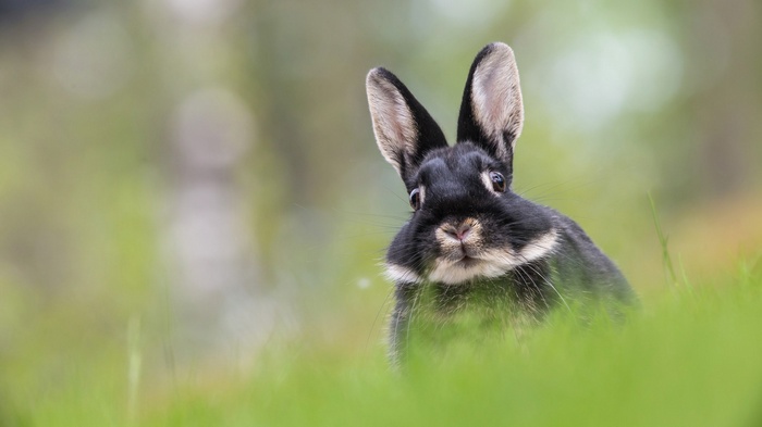 A black rabbit peeks out from green grass