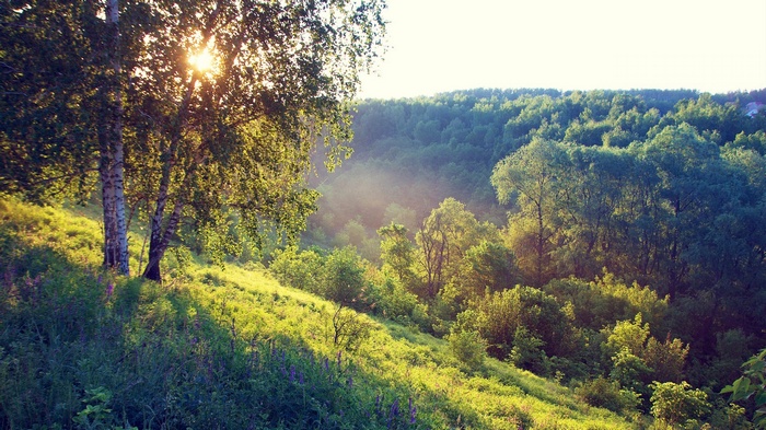 Sunlight filtering through trees in a misty forest landscape