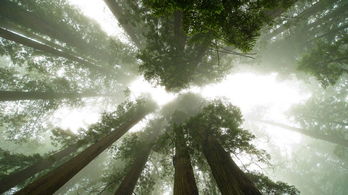 Looking up through redwood trees in the fog