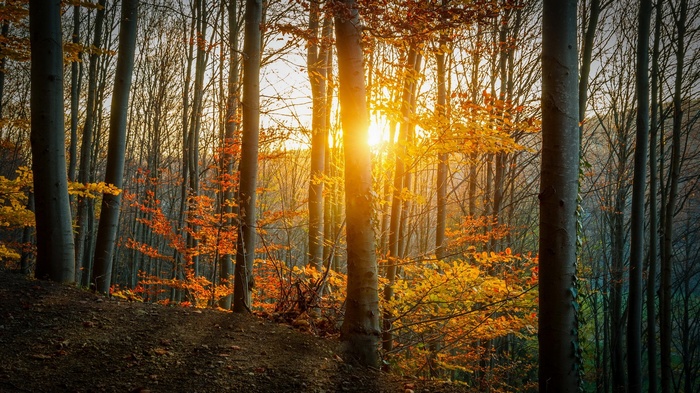 Sunlight filtering through trees in an autumn forest