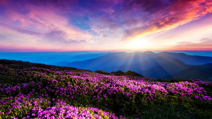 landscape, pink flowers, flowers, sunlight, Ukraine, mountains, sun rays