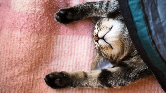 A tabby cat sleeps on a pink blanket