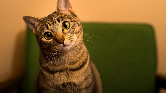 A tabby cat tilts its head
