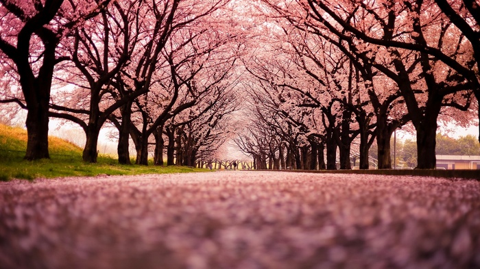 Cherry blossom trees line a path covered in petals